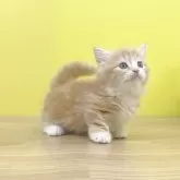 マンチカン(短足)