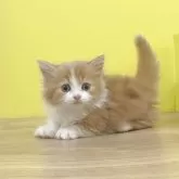 ミヌエット(短足)