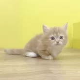 マンチカン(短足)【東京都・女の子・2025年10月1日・レッドタビー&ホワイト】の写真2