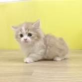 ミヌエット(短足)【東京都・男の子・2025年9月3日・クリームタビー&ホワイト】の写真3