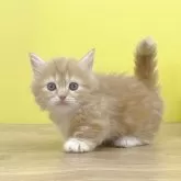 マンチカン(短足)【東京都・女の子・2025年10月1日・レッドタビー&ホワイト】の写真4