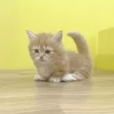 マンチカン(短足)【東京都・女の子・2025年10月1日・レッドタビー&ホワイト】の写真7