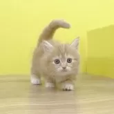 マンチカン(短足)【東京都・女の子・2025年10月1日・レッドタビー&ホワイト】の写真9