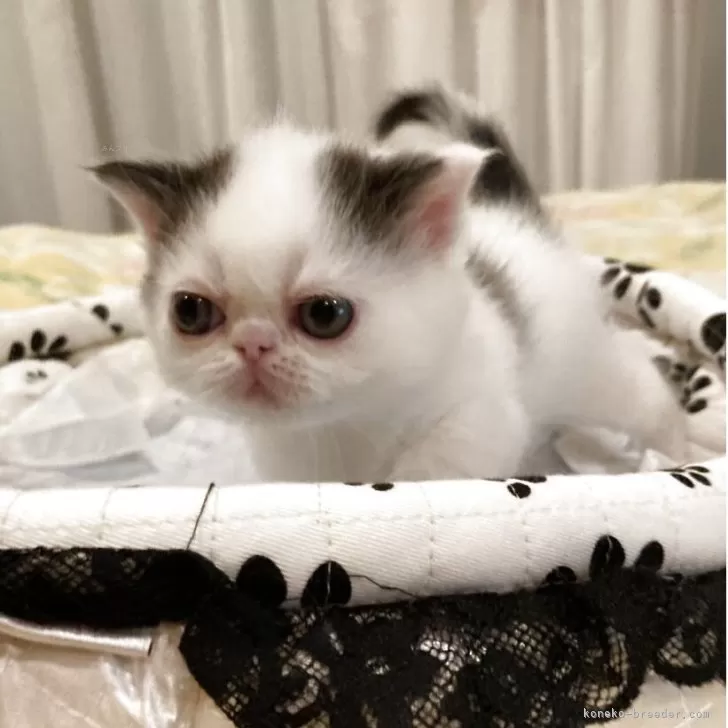 ID：2604-02802の子猫