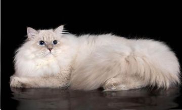 京都府でおすすめのラガマフィンのブリーダー キャッテリー特集 みんなのペットライフ