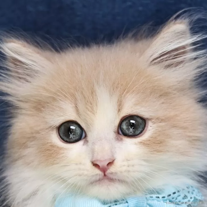 ID：2409-02566の子猫