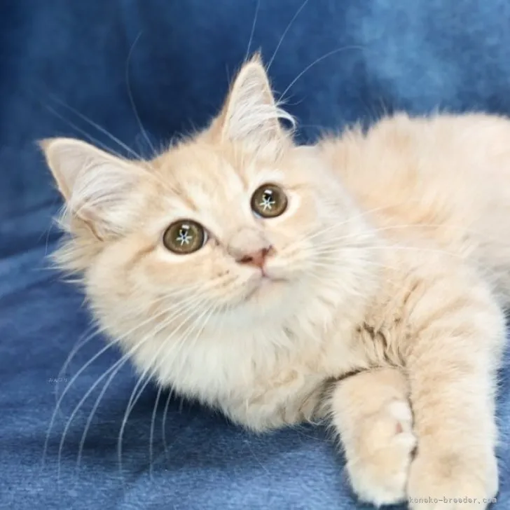 ID：2307-01290の子猫