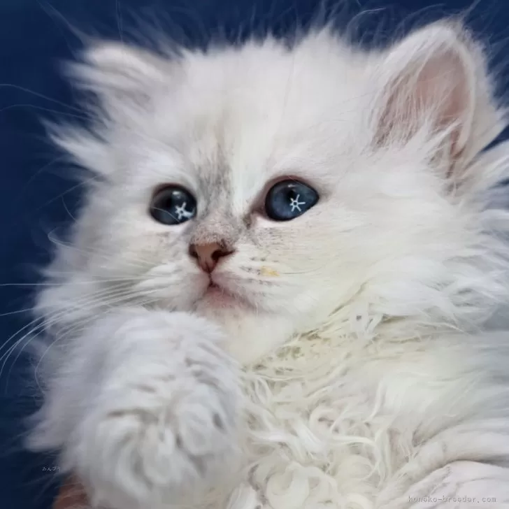 ID：2401-01500の子猫