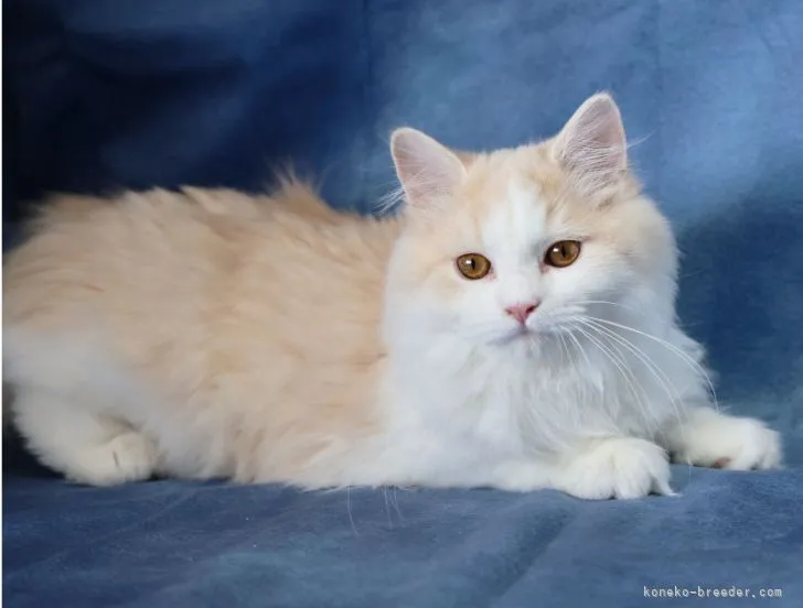 ID：2201-01312の子猫