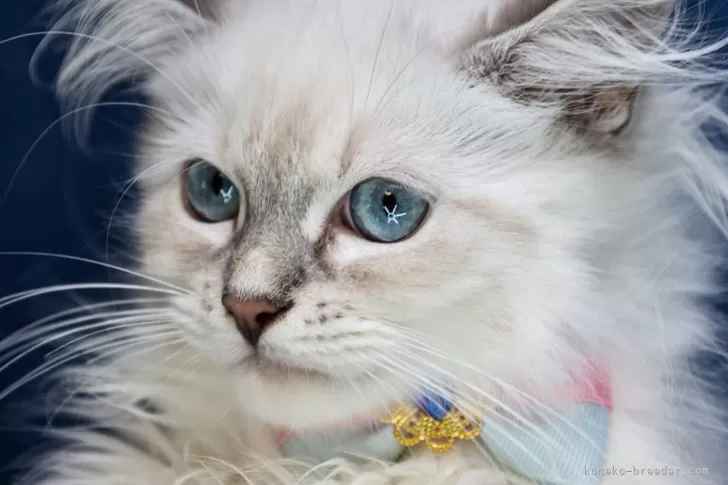 ID：2404-03573の子猫