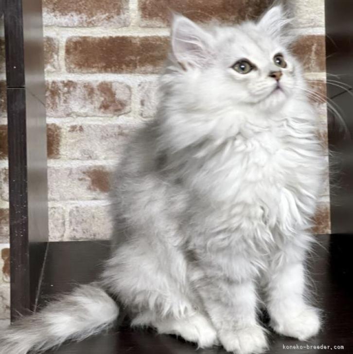 ラガマフィン【京都府・女の子・2022年11月11日・シルバータビー