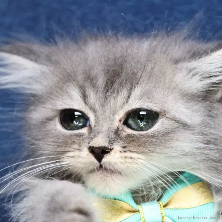 ID:2410-00042の子猫