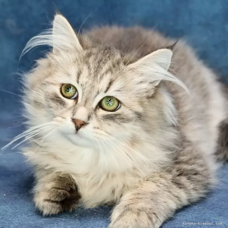 ID：2404-03571の子猫