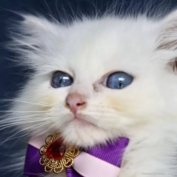 ID:2410-02166の子猫