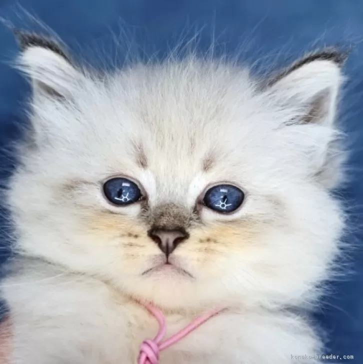 ID：2312-01732の子猫