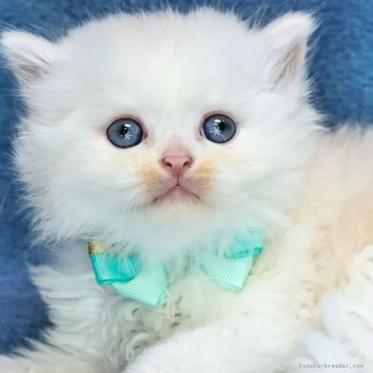 ID：2409-02573の子猫