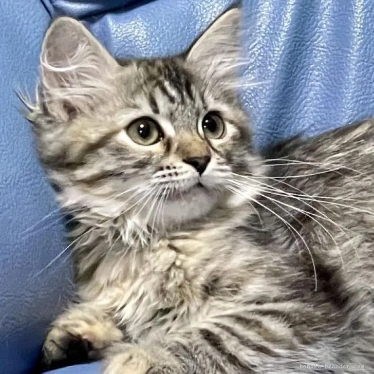 ID:2301-00651の子猫