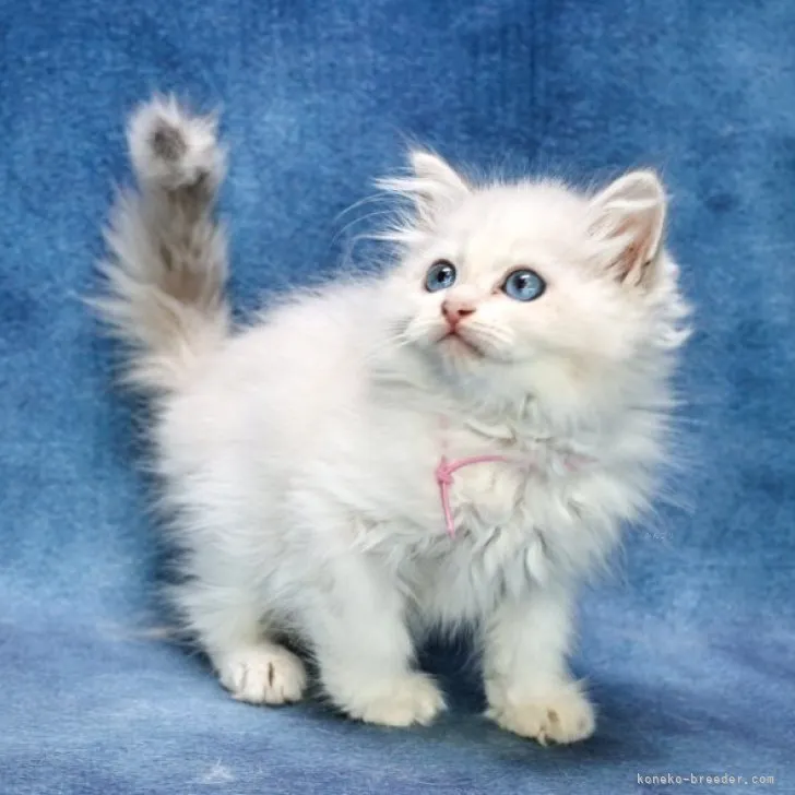 ID：2308-02583の子猫