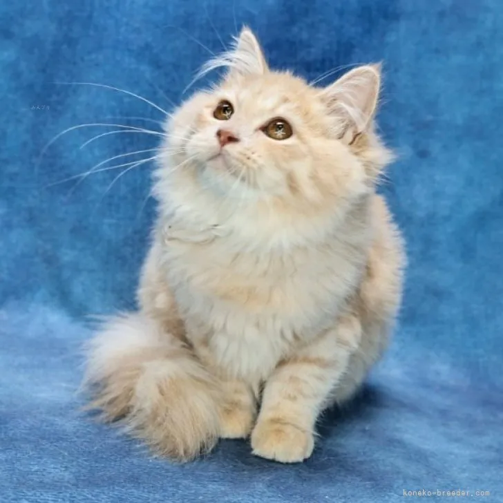 ID：2307-02396の子猫