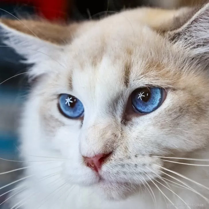 ID:2312-02967の子猫