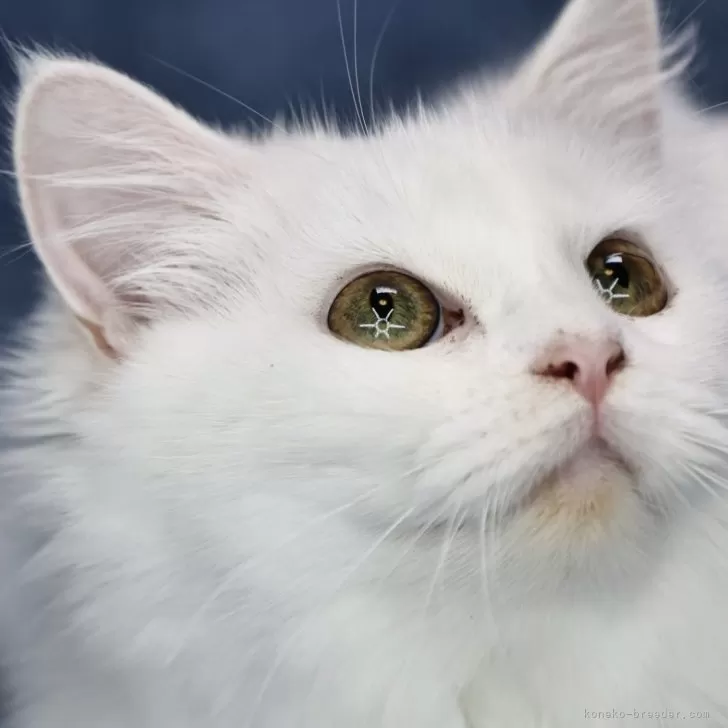 ID：2407-00750の子猫