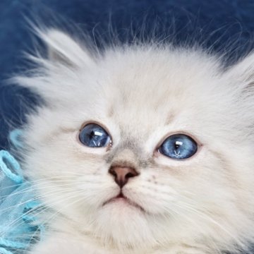 サイベリアン【京都府・男の子・2024年7月28日・ブルークラシックポイント(ネヴァマスカレード)】の写真「両親外産の優良血統✨クリスマスセール中🎄」
