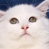 サイベリアン【京都府・男の子・2024年3月5日・ホワイトソリッド】の写真1