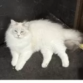 サイベリアン【京都府・男の子・2024年8月25日・ブルーポイント&ホワイト(ネヴァマスカレード)】の写真4