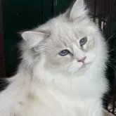 サイベリアン【京都府・男の子・2024年8月25日・ブルーポイント&ホワイト(ネヴァマスカレード)】の写真2