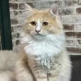 サイベリアン【京都府・男の子・2025年7月1日・クリームタビー&ホワイト】の写真2