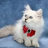 サイベリアン【京都府・女の子・2025年5月1日・ブルーポイント(ネヴァマスカレード)】の写真8