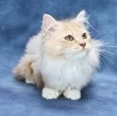 サイベリアン【京都府・男の子・2025年7月1日・クリームタビー&ホワイト】の写真2