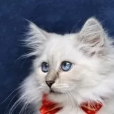 サイベリアン【京都府・女の子・2025年5月1日・ブルーポイント(ネヴァマスカレード)】の写真7