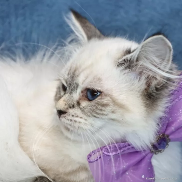 ID:2501-00759の子猫