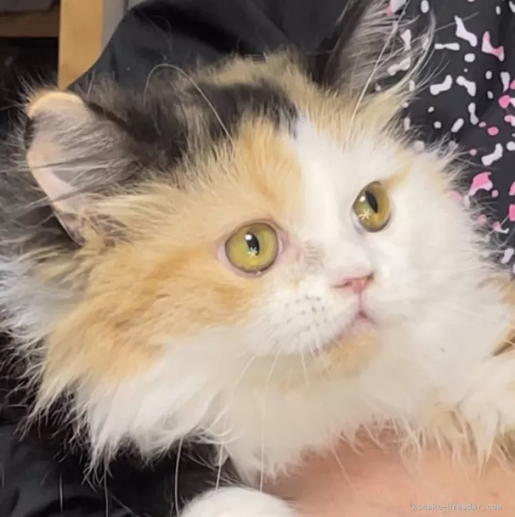 ID:2409-02576の子猫