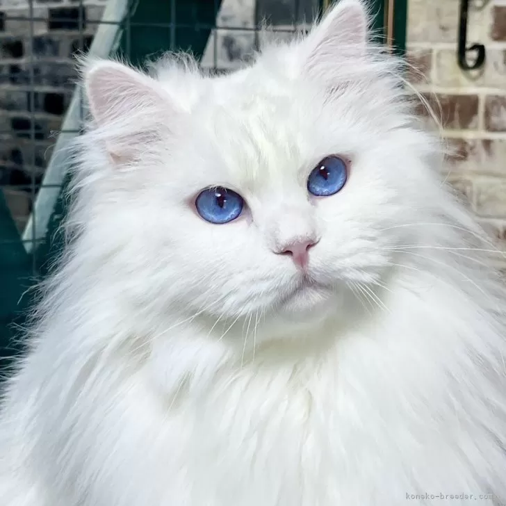 M.N 様のお迎えした子猫