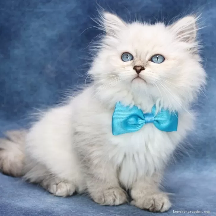 ID：2508-01777の子猫