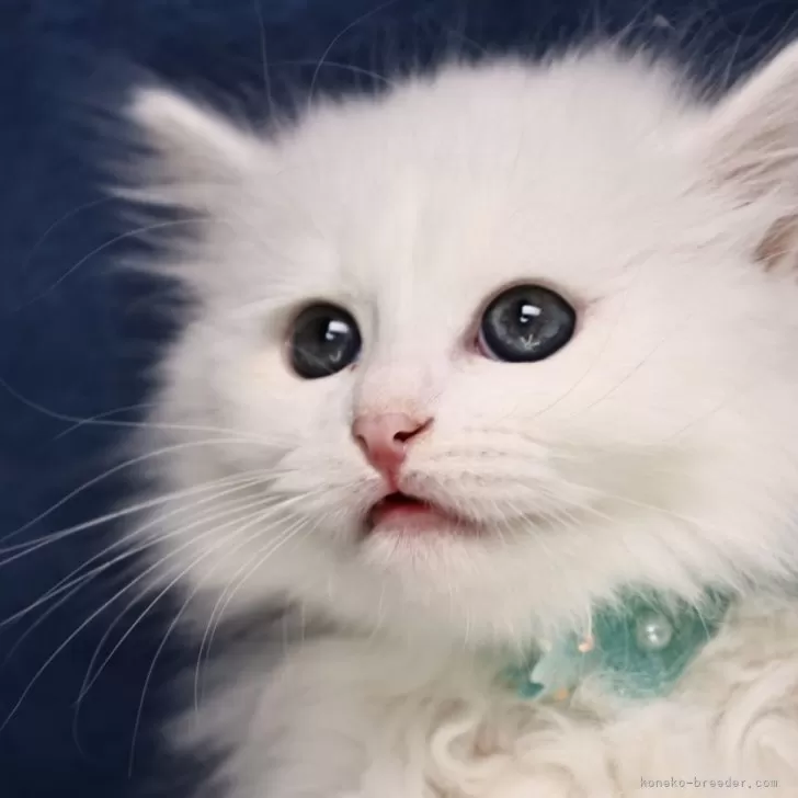 サイベリアン【京都府・女の子・2025年9月7日・ホワイトソリッド】の写真1