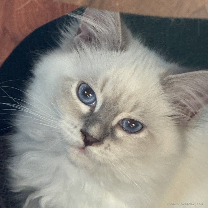 ❀虹猫本舗 にゃんこ図鑑 オシネコ パネルサンプル 大サイズ、小サイズ