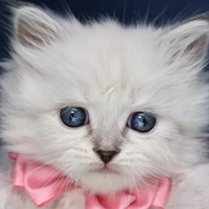 ID:2502-02136の子猫