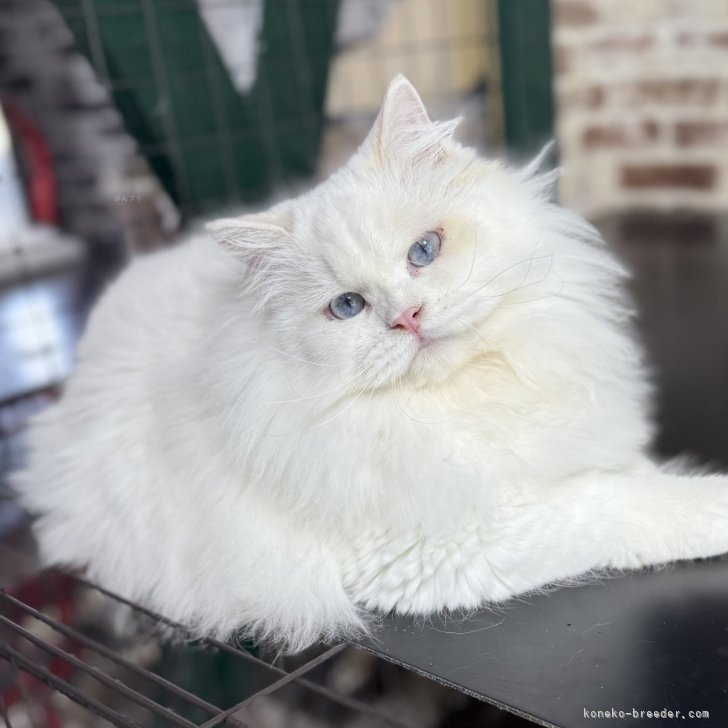 ブリーダー画像