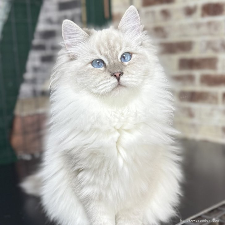 ブリーダー画像