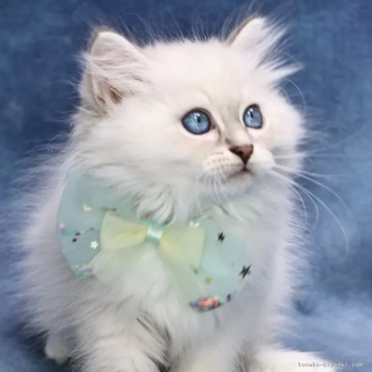 ID:2506-00982の子猫