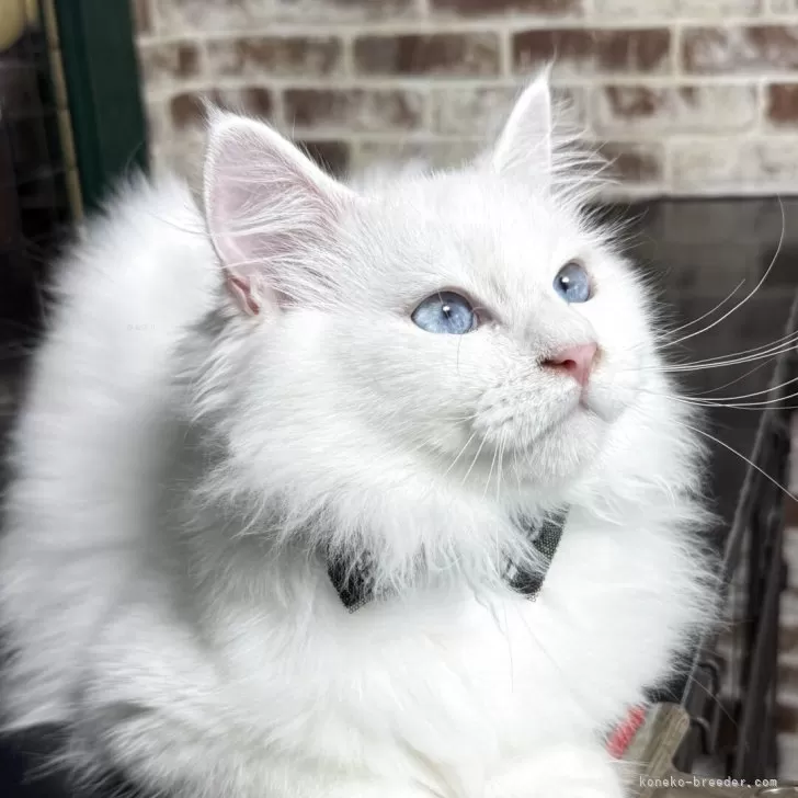 ID:2505-00396の子猫