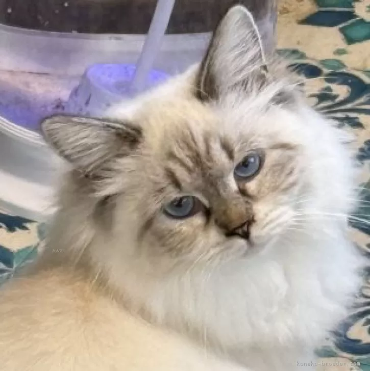 ID：2408-00504の子猫