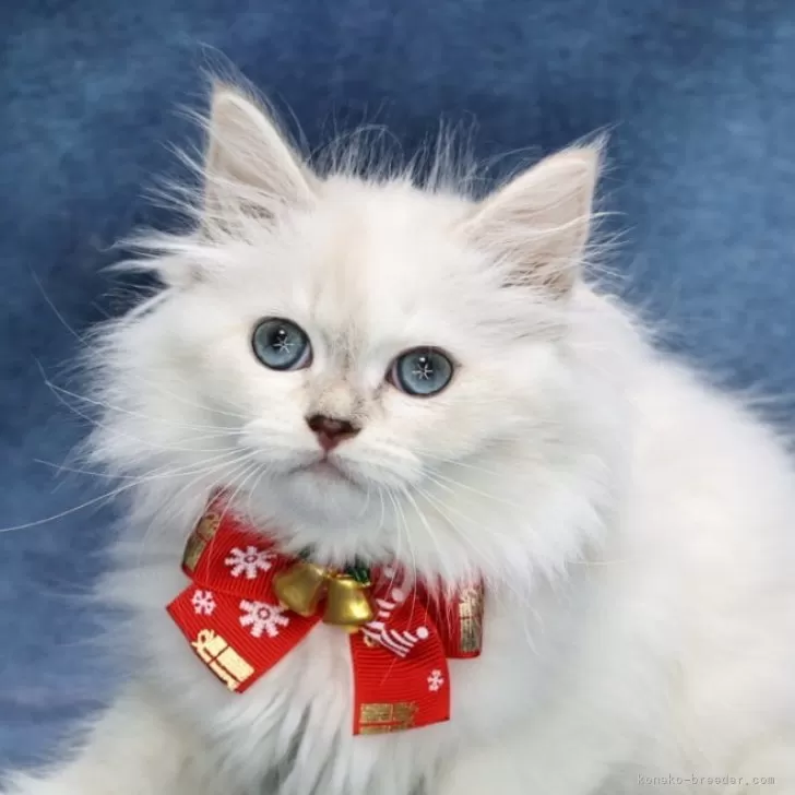 サイベリアン【京都府・女の子・2025年9月7日・ブルーポイント(ネヴァマスカレード)】の写真1