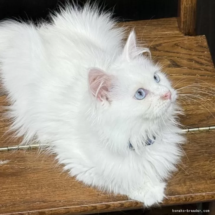 サイベリアン【京都府・男の子・2025年5月1日・ホワイトソリッド】の写真1