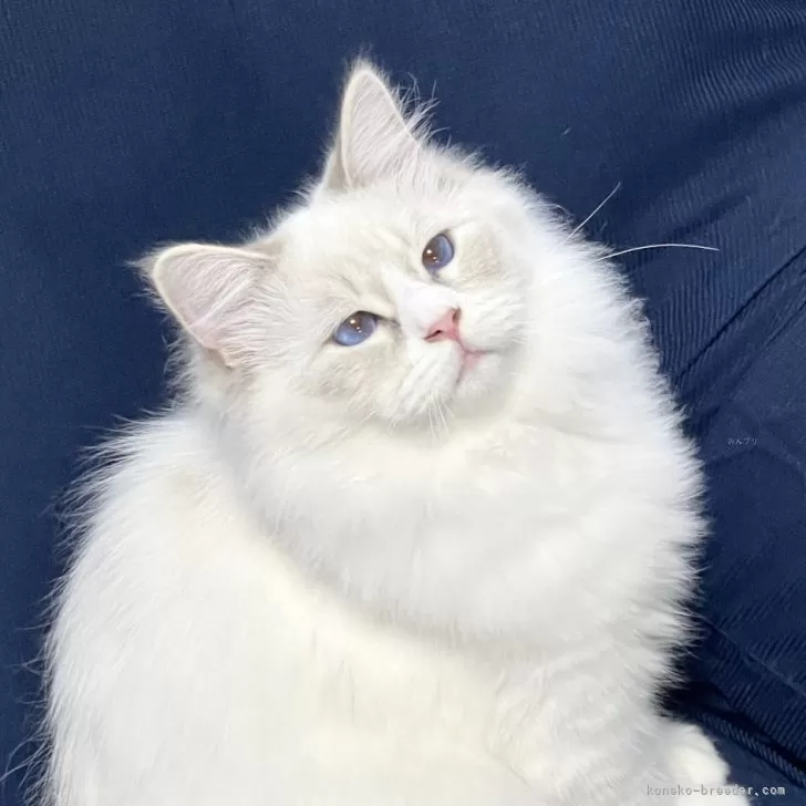 サイベリアン【京都府・男の子・2024年8月25日・ブルーポイント&ホワイト(ネヴァマスカレード)】の写真1