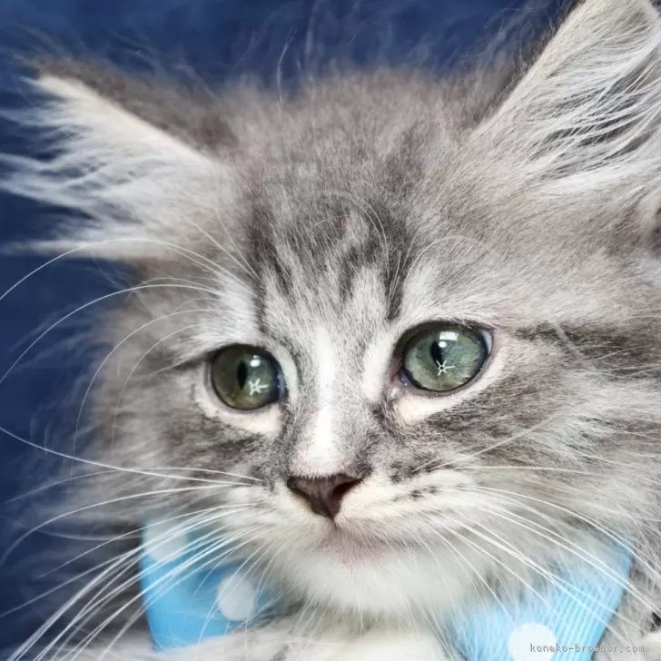 ID:2508-00289の子猫