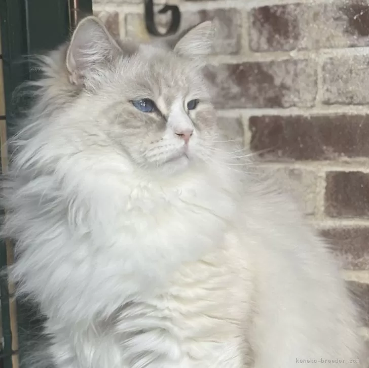 サイベリアン【京都府・男の子・2024年8月25日・ブルーポイント&amp;ホワイト(ネヴァマスカレード)】の写真1